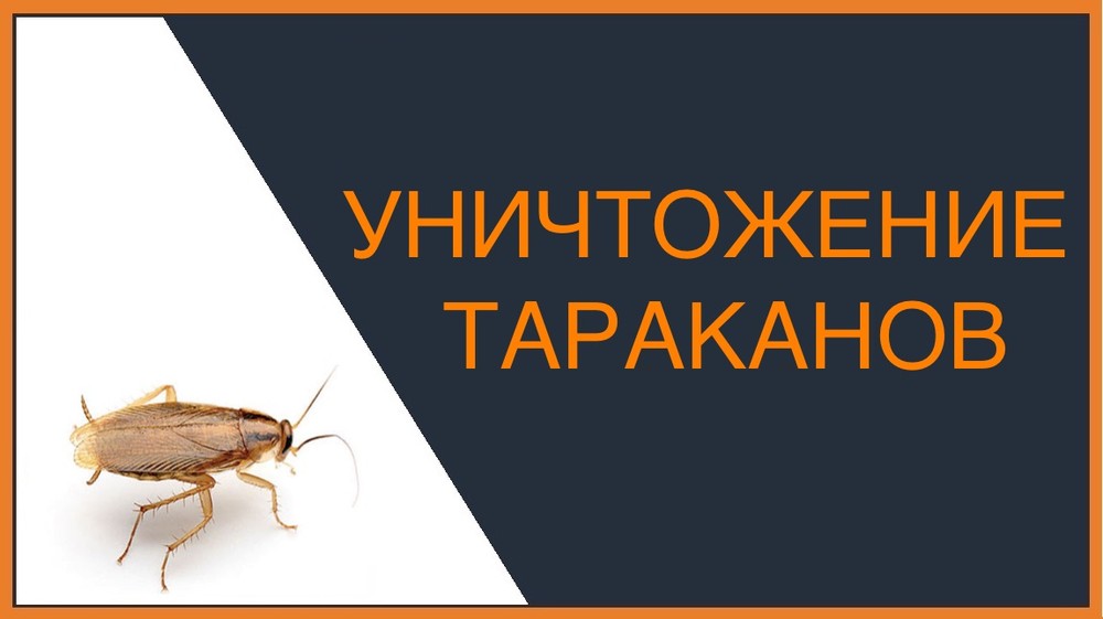 Уничтожение тараканов в Барнауле
